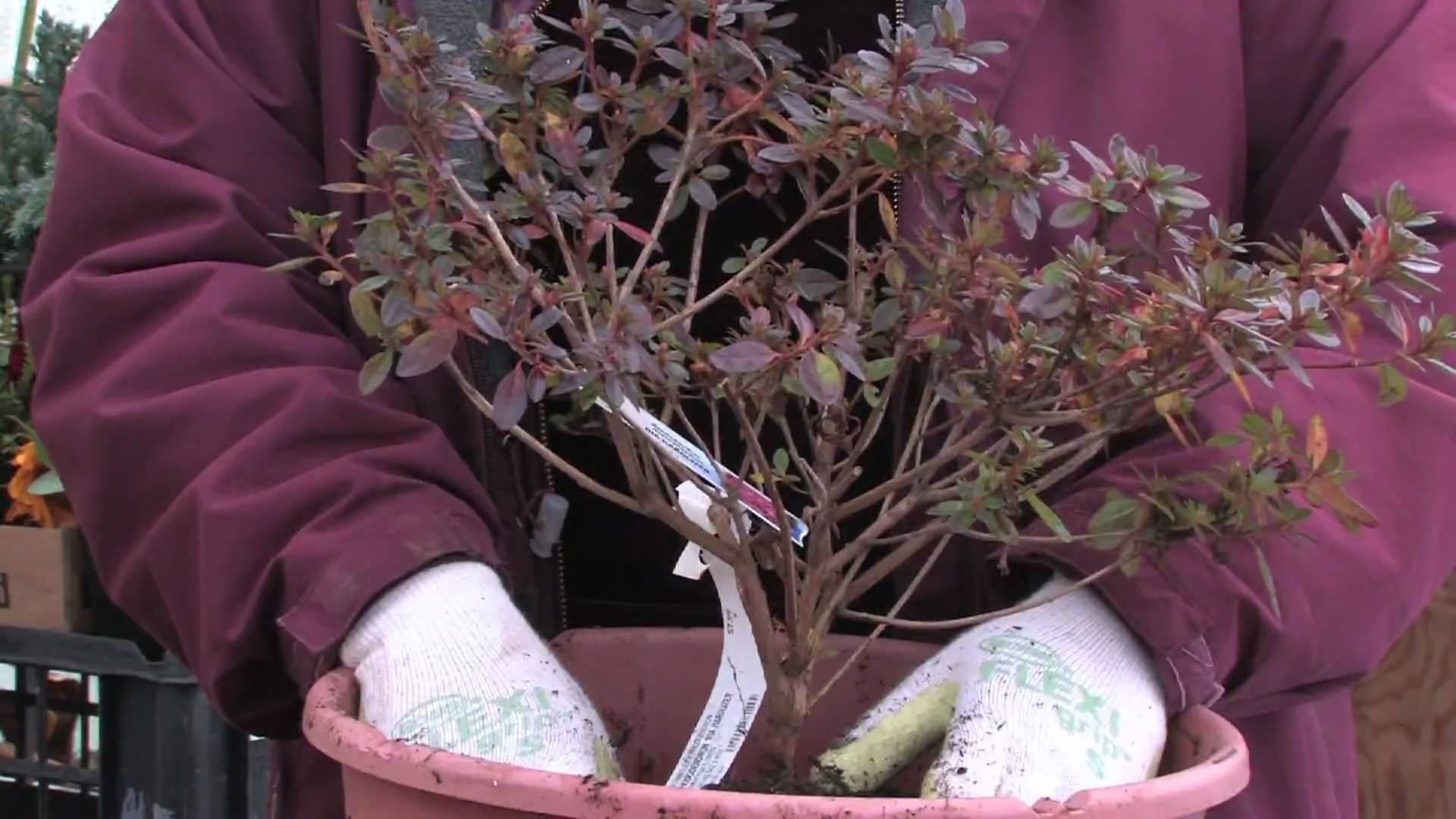 Рододендрон после зимы что делать. Засохшее домашнее растение. Цветок азалий засохшая.