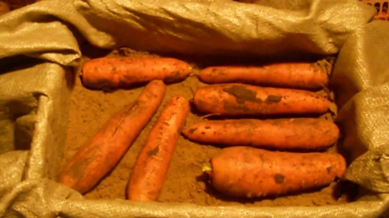 Как хранить морковь в квартире. Хранение моркови. Хранение моркови в погребе. Хранение моркови на зиму. Морковь в погребе.